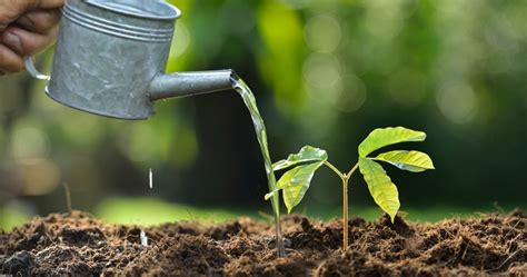 If the fruit tree is ten feet wide (about as wide as a driveway), then give it. Tips on Watering Newly Planted Trees | The Woodsman Tree ...