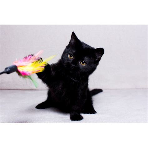 Black and white munchkin cat. Munchkin Cats For Sale | New York, NY #298494 | Petzlover