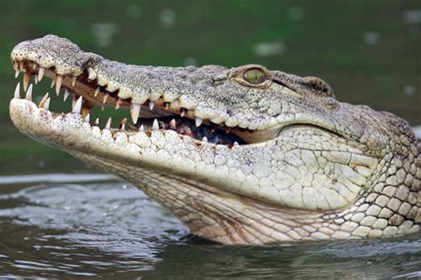 Man Eating Monster Crocodile May Be Floridas Newest Invasive Species