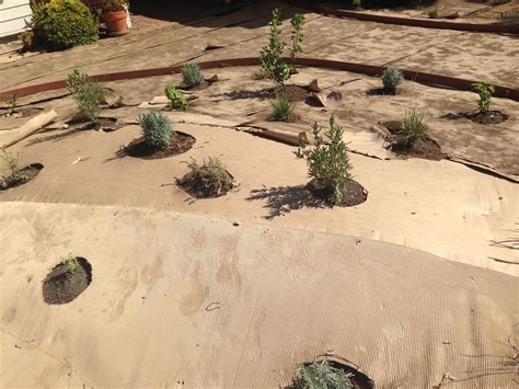 If there's grass around tree trunks, remove it before mulching around trees. Increase Your Yields With Sheet Mulch | Edible Silicon Valley
