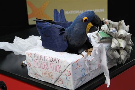 17 Cute And Funny Photos Of Animals Celebrating Birthdays
