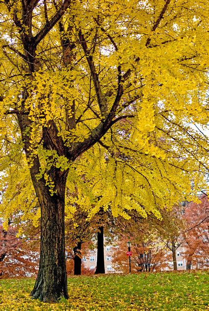Pictures of tree are also very popular with photographers. The Female Ginkgo Tree's Acrid Smell of Success - The New ...