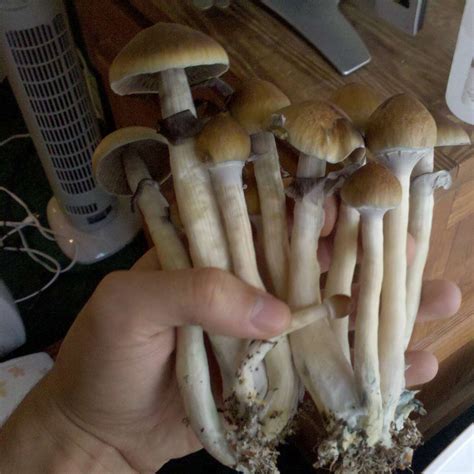 Top 5 Magic Mushrooms Trip Levels