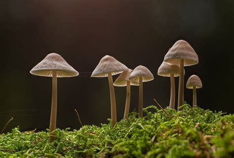 How To Grow Psychedelic Mushrooms Wsmbmp