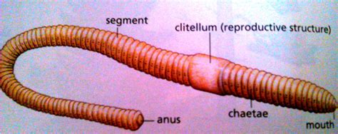 12classification And Diversity Of Living Organisms Biology4igcse