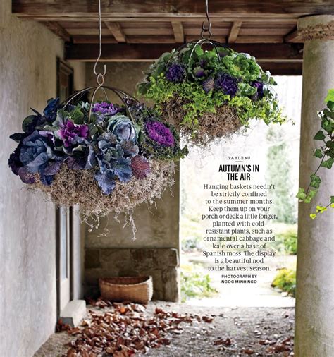 Maybe you would like to learn more about one of these? Ornamental cabbages hanging baskets | Winter hanging ...