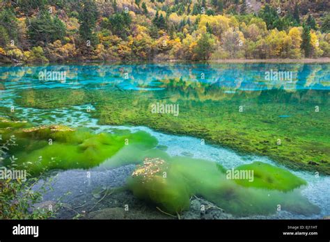 Jiuzhaigou National Park Five Flowers Lake China Asia Province