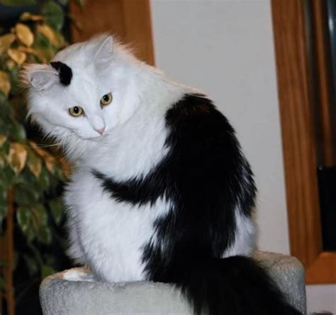 27 Unique Cat Markings That Look So Good You Think They're Fake