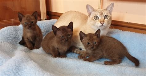 Chorus Tonkinese Cats Breeders Of Pedigree Tonkinese Cats In The