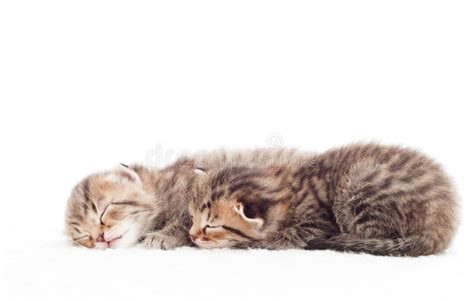 Two Cute Kitten Stock Photo Image Of Small Animals 49464164