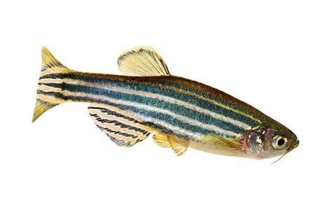 Zebrafish Zebra Barb Danio Rerio Freshwater Aquarium Fish Stock Photo