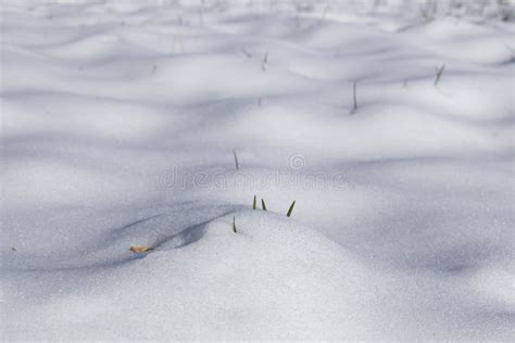 Shoots Of Fresh Grass Growing Through The Melting Snow In Spring Stock