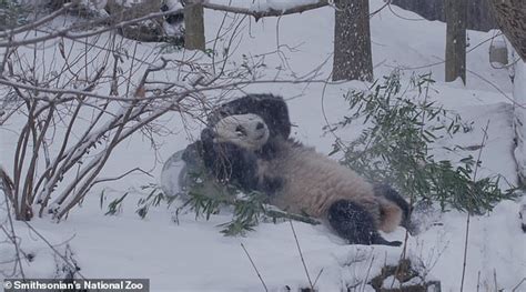 Adorable Giant Panda Bei Bei Enjoys A Snow Day