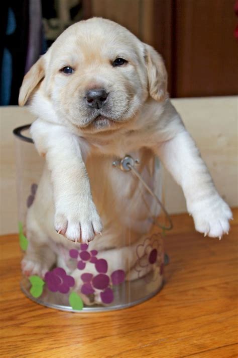 Yellow Lab Puppy I Think We Need Another One Of These Gayle Lehman
