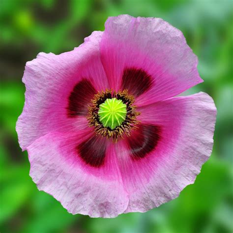 How To Plant Grow And Care For Poppy Flowers Hgtv