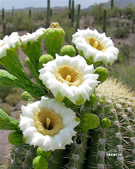 Legend says that this stunning nocturnal flower, called queen of the night, only blooms one night out of the entire year. Saguaro Cactus Flowers - Saguaro cactus are the incredible ...