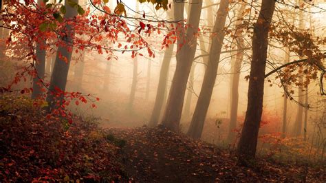 2845493 Nature Landscape Fall Forest Leaves Red Mist Trees Path