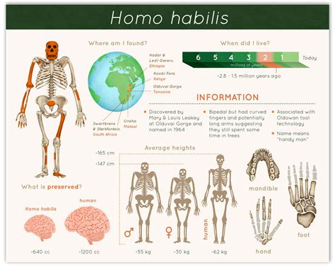 Human Evolution Infographics Caitlin Hansen Gambaran