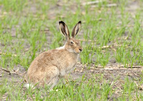 White Tailed Jackrabbit Nature Manitoba