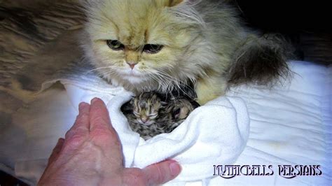 12 06 03 Persian Kittens Birth The K Litter Youtube