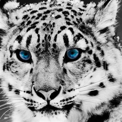 10 Latest Cool Wallpapers Of Animals Full Hd 1080p For Pc