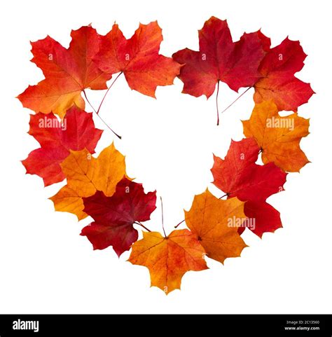 Heart Shaped Frame Of Colorful Maple Leaves Isolated Stock Photo Alamy