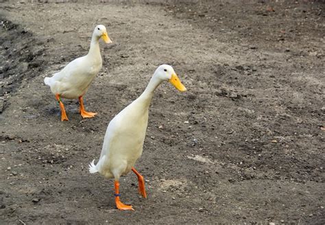 How To Tell The Difference Between A Male And Female Indian Runner Duck