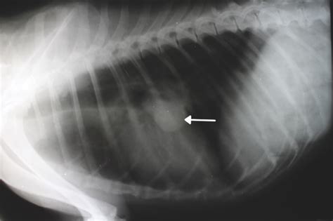 The vet then said that 95% of his right lung was covered in tumors and they do not recommend surgery. ASK THE VET | Canine Lung Cancer Treatment | MACAU DAILY ...