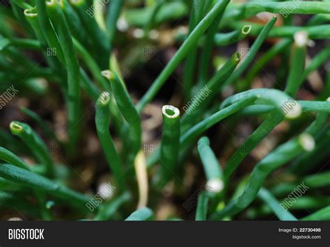 Green Chives Image And Photo Free Trial Bigstock