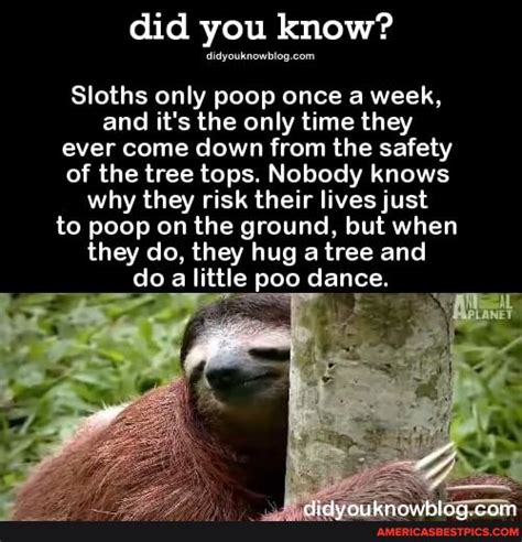 Did You Know Sloths Only Poop Once A Week And Its The Only Time They