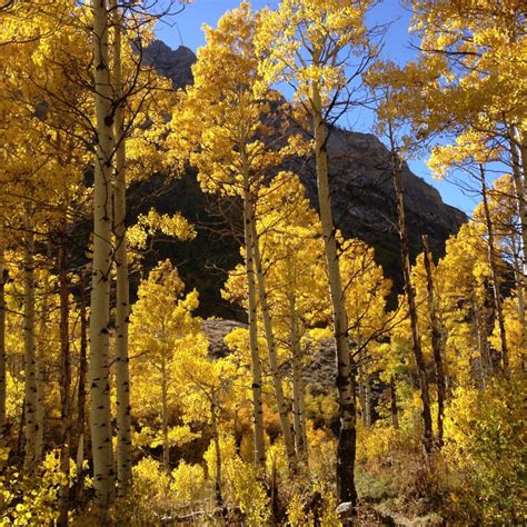 Aspen Quakingpopulus Tremuloides Schumachers Nursery And Berry Farm