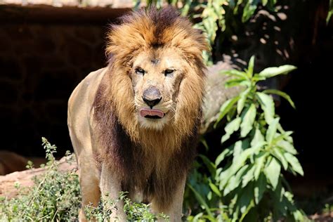 Hd Wallpaper Lion King Of The Jungle Animal Carnivore Brave Wild