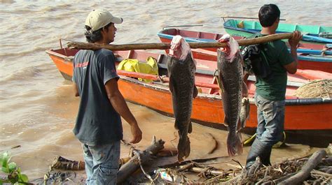 Pesca Comercial En El Paraná Revista Aire Libre