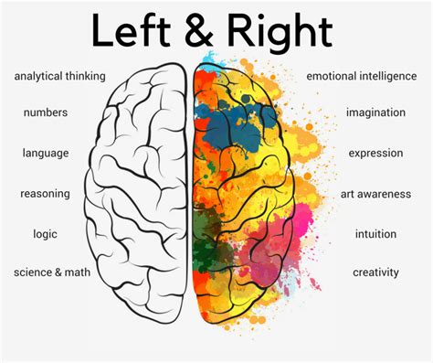 Right Vs Left Side Of The Brain
