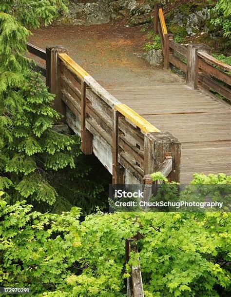 Footbridge Tranquil Wilderness Forest Path Stock Photo Download Image