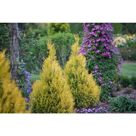 Fluffy From Proven Winners Is A Unique Evergreen With Soft Bold