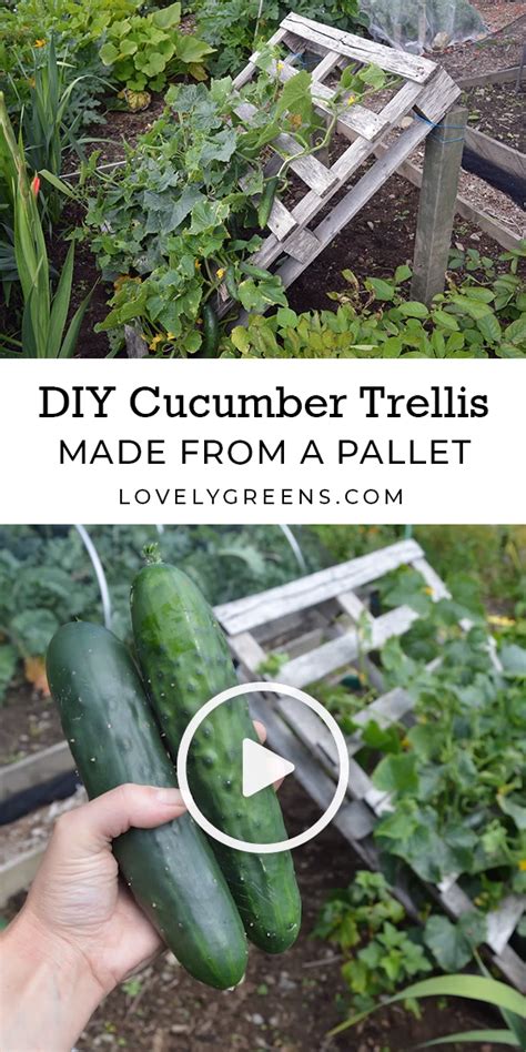 No Tools Required Diy Pallet Cucumber Trellis Artofit
