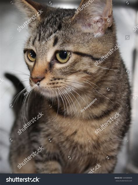 Brown Tabby Cat Stock Photo 544589839 Shutterstock