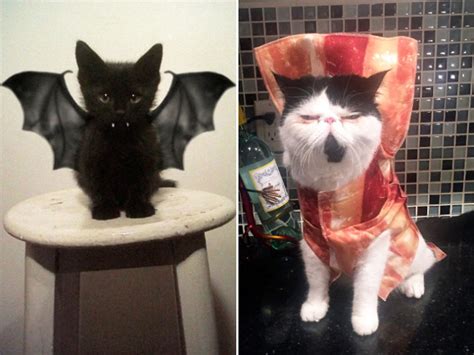 Top 16 Funny And Amazing Cat Halloween Costume Ideas