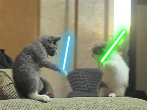 Jedi Kittens Is Star Wars Mixed With Adorable To Create
