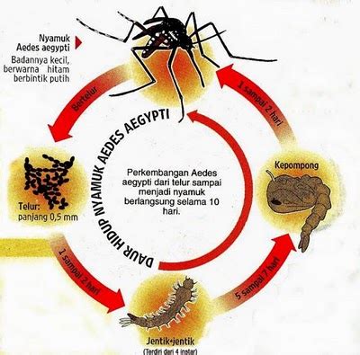 Dengan mengetahui semua itu, maka pengawalan atau pemusnahan nyamuk aedes. Tips, Petua & Cara Alam Perkahwinan: Awas! Denggi Membunuh!