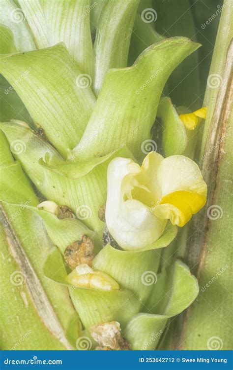 Blossom White Turmeric Flower Sprouting From The Stem Stock Photo