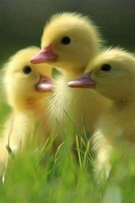 Cute Little Ducklings Cute Ducklings Cute Baby Animals Super Cute