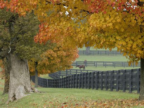 48 Horses In Autumn Desktop Wallpaper