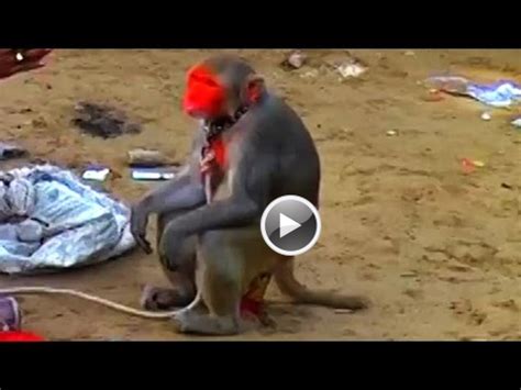 Clever thinking can easily solve a problem. Monkey Charmer, Pushkar Fair, Rajasthan, India, Video
