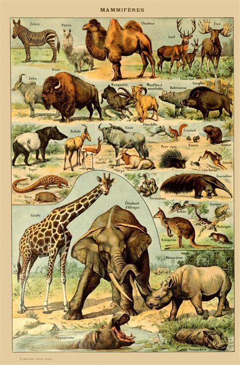 Experienced vintage poster dealer, with clients all over the world. Vintage Animals Art Print Free Stock Photo - Public Domain Pictures