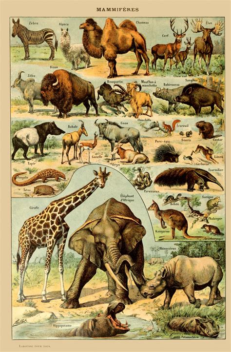 Cute animal coloring pages baby animals az drawings sweet sardinia. Vintage Animals Art Print Free Stock Photo - Public Domain Pictures