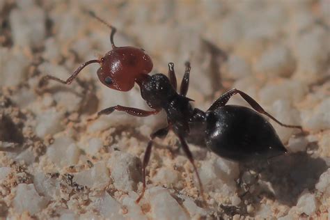 French Ant Hyprated Flickr