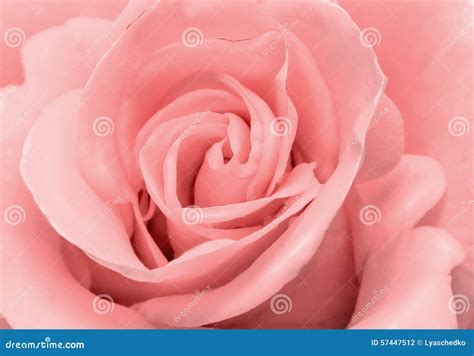 The Beautiful Rose Flower Delicate Light Pink Color Closeup Stock