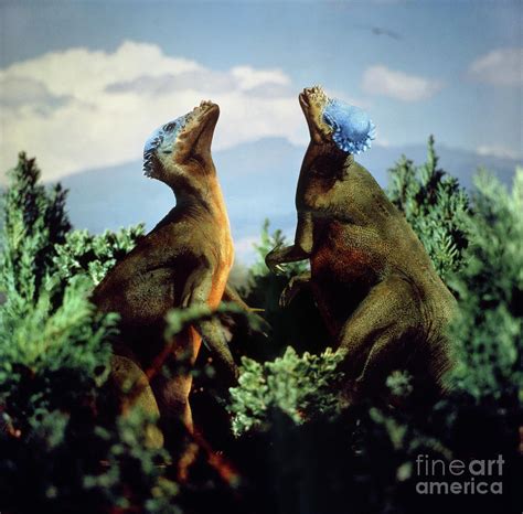 Bone Headed Dinosaurs Photograph By Warren Photographic Fine Art America